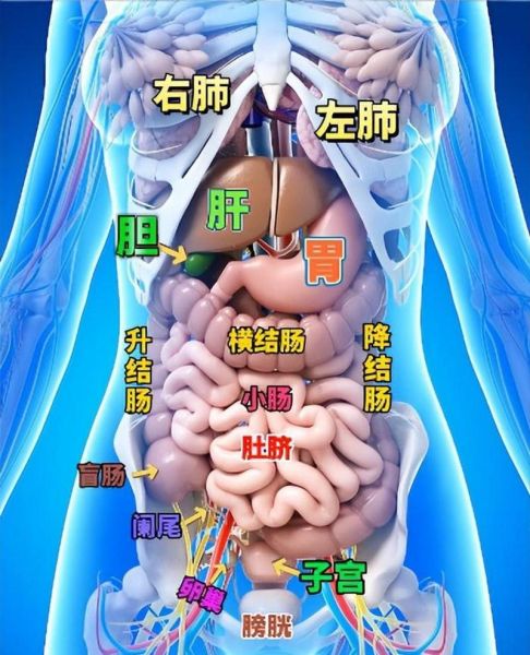 人体器官位置图_人体器官功能有哪些
