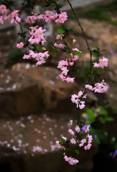 落花表达了什么情感_如何理解落花的意境