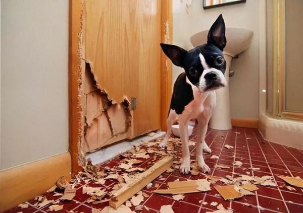 忠犬为什么一直等我回家_狗狗分离焦虑怎么办