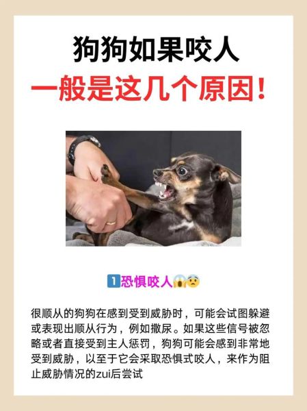 狗狗为什么突然乱咬东西_如何纠正狗狗咬人行为