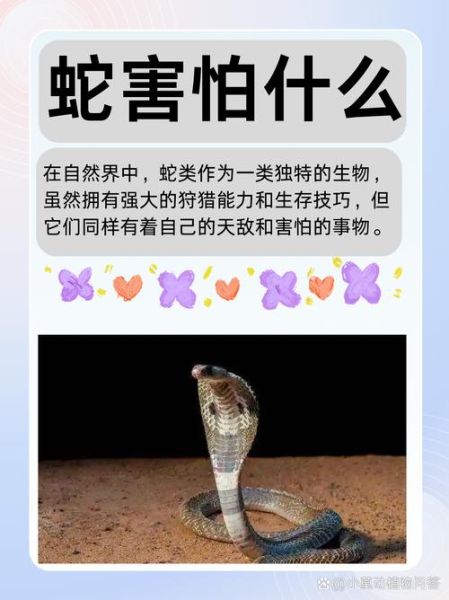 蛇会表达情绪吗_蛇的情感表达方式