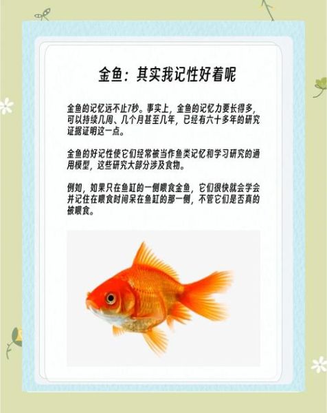 金鱼会表达情绪吗_金鱼情感表达方式 金鱼会表达情绪吗_金鱼情感表达方式