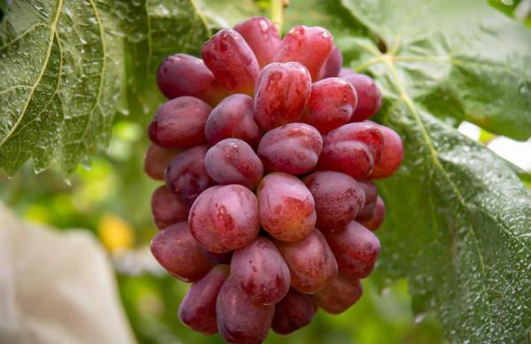 葡萄代表什么情感_葡萄象征爱情吗