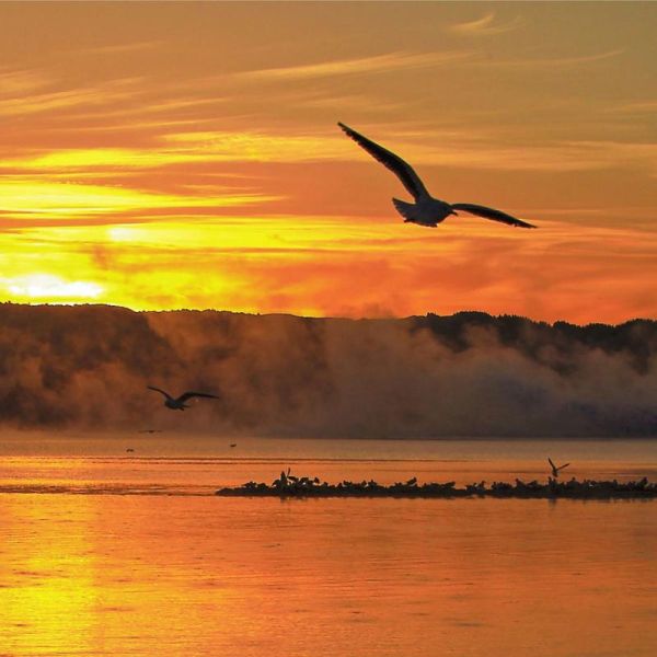 海鸥表达了什么情感_为什么让人心碎