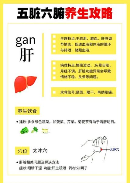 人体器官有哪些_如何保养五脏六腑