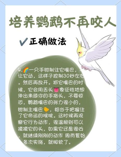 鹦鹉为什么咬人_如何训练鹦鹉不咬人