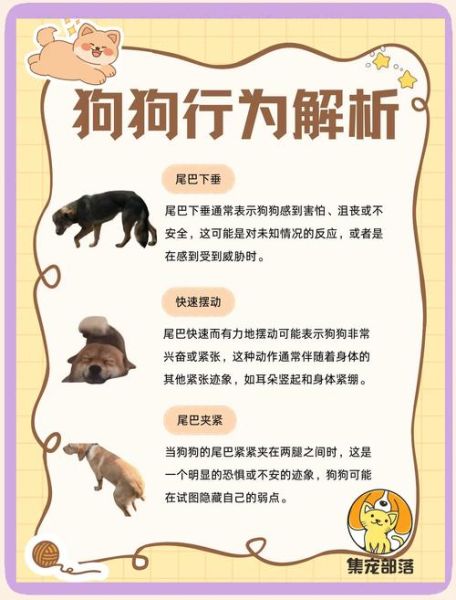 动物如何表达情感_宠物情绪识别方法