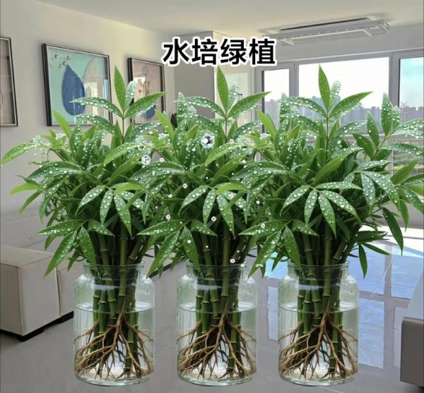 室内植物多久浇一次水_新手易养绿植推荐