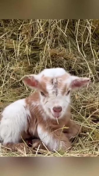 山羊会哭吗_山羊如何表达悲伤