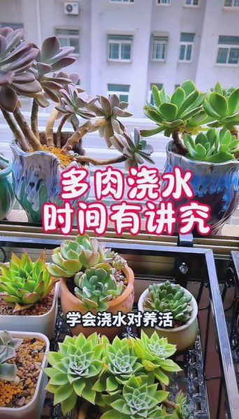 多肉植物怎么养_多肉植物多久浇一次水