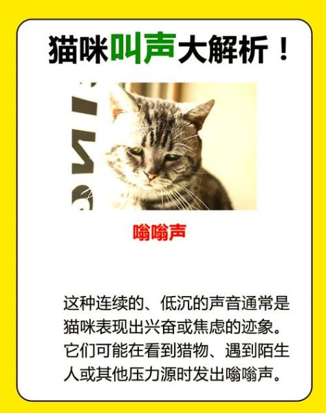 猫为什么一直叫_猫叫代表什么情绪