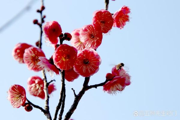 梅花象征什么情感_梅花表达思念吗