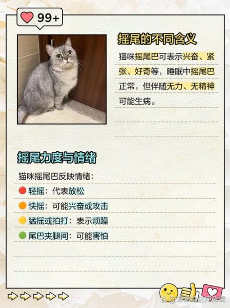 猫咪摇尾巴是什么意思_猫咪咕噜咕噜叫是开心吗