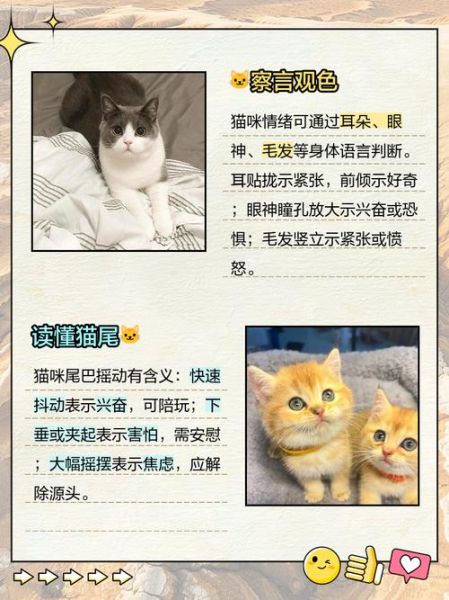 猫咪摇尾巴是什么意思_猫咪咕噜咕噜叫是开心吗