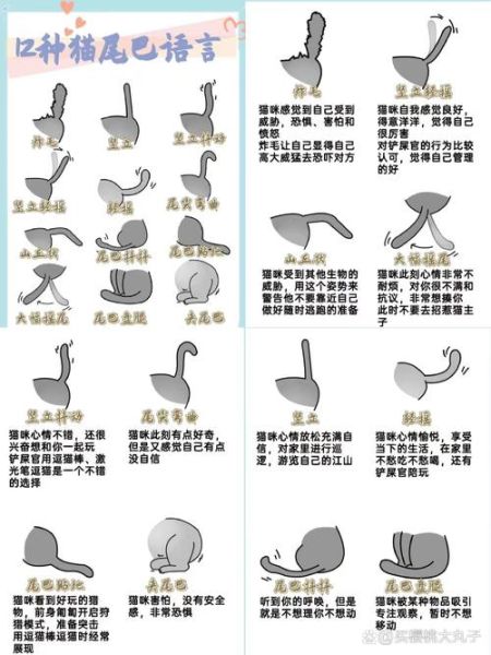 猫咪摇尾巴是什么意思_猫咪咕噜咕噜叫是开心吗