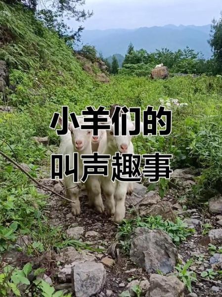 小羊情感表达_如何读懂它的叫声
