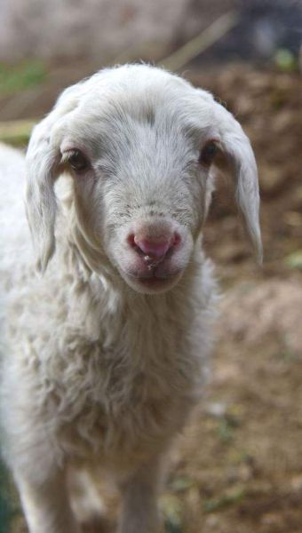 小羊情感表达_如何读懂它的叫声