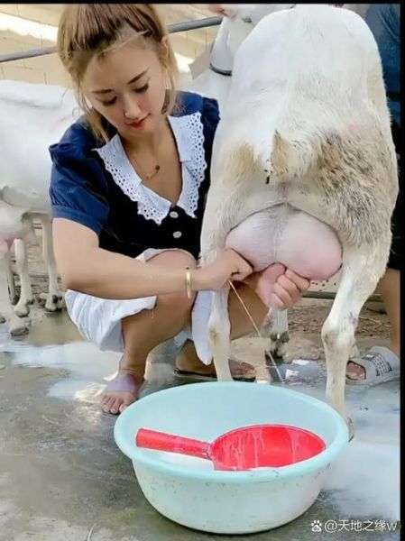 挤牛奶为什么让人放松_挤牛奶有哪些情感意义