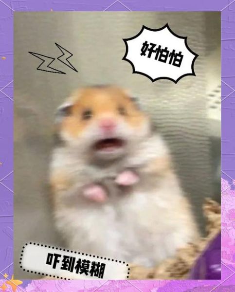 仓鼠开心吗_仓鼠生气的表现