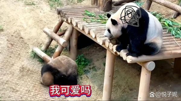 熊猫为什么爱打滚_熊猫打滚代表什么情绪