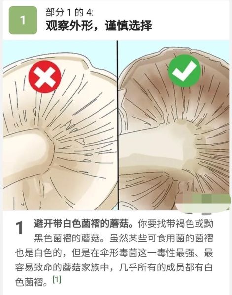 蘑菇中毒怎么办_常见毒蘑菇识别