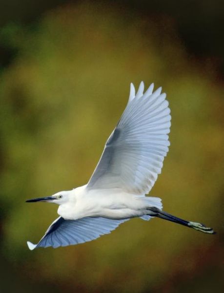 白鹭象征什么情感_白鹭表达爱情吗