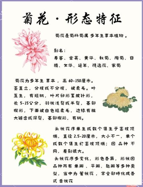 菊花象征什么情感_菊花花语代表什么