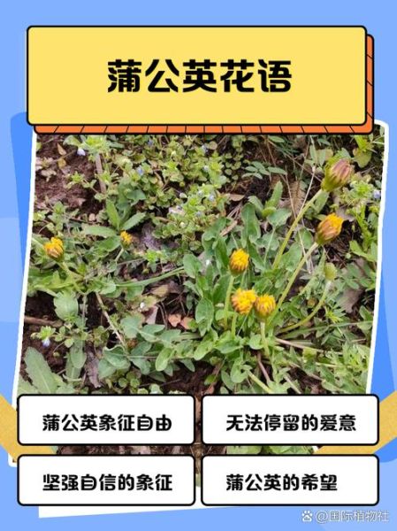 蒲公英的花语是什么_蒲公英的寓意和象征