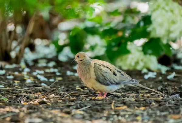 鸟类如何表达情感_鸟类会哭吗