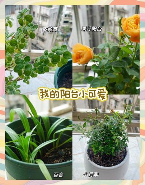 如何打造阳台花园_适合新手的园艺工具