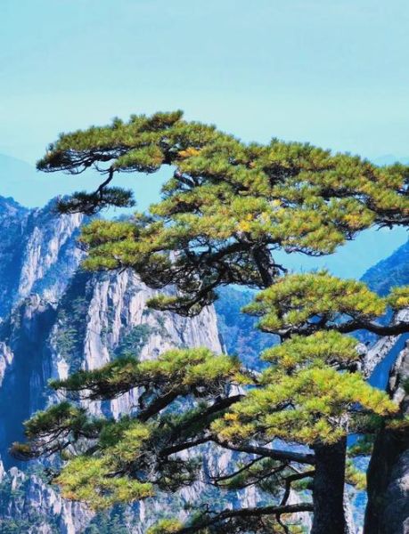 松树象征什么情感_松树代表什么精神