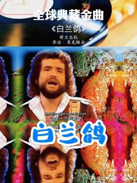 白兰鸽象征什么_白兰鸽代表什么情感