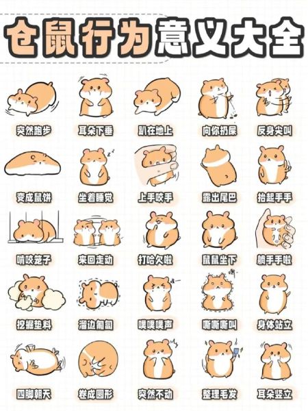 仓鼠开心表现有哪些_仓鼠情绪低落怎么办