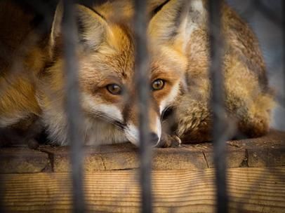 狐狸为什么象征孤独_狐狸表达什么情感