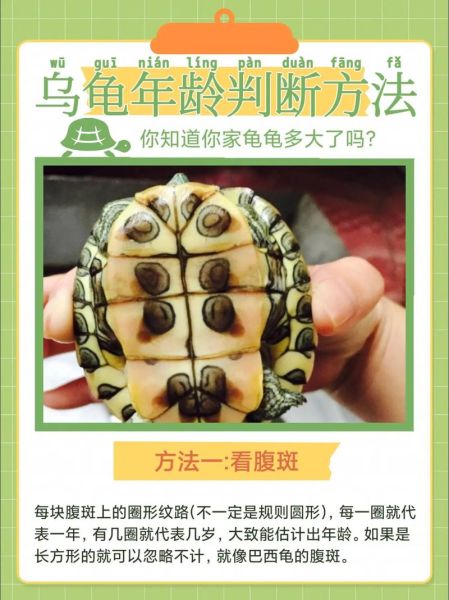 乌龟寿命有多长_乌龟怎么养才能活得久