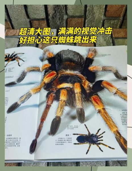 读书瞳能读dk博物大百科真假_实测结果如何