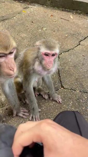 猴子如何表达情感_猴子情感表达方式有哪些