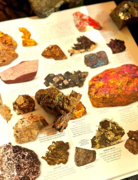 读书日送什么礼物_DK博物大百科适合几岁孩子