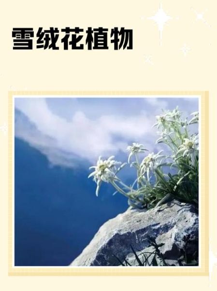 雪绒花表达了什么情感_雪绒花的花语含义