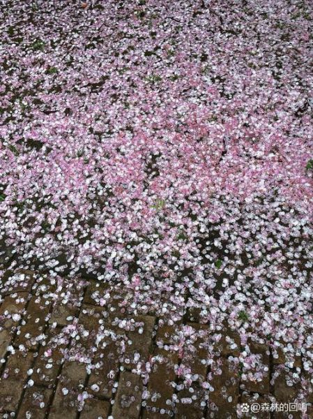 花落代表什么情感_为什么看到落花会伤感