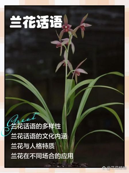 兰花代表什么情感_兰花花语有哪些