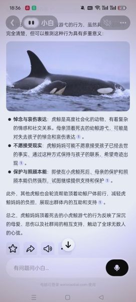 虎鲸如何表达情感_虎鲸会哭吗