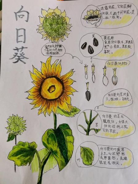 动植物百科读书笔记_如何快速掌握动植物分类