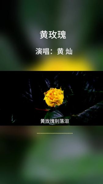 花蕊歌曲表达了什么情感_花蕊歌词含义解析
