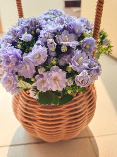 白发戴花表达什么情感_白发戴花象征意义