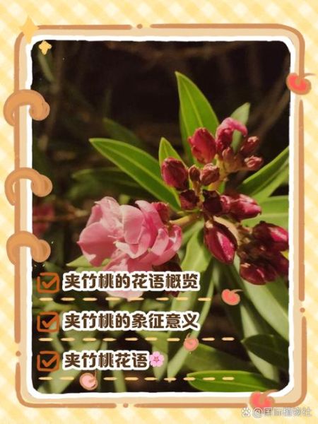 夹竹桃的花语是什么_夹竹桃象征哪些情感