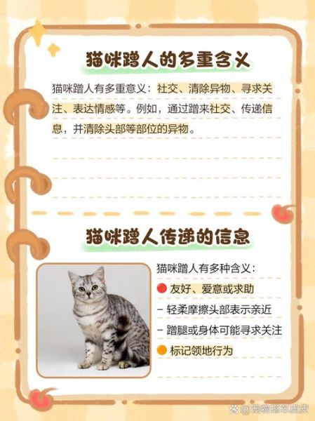 猫咪为什么喜欢蹭人_如何正确回应猫咪的撒娇