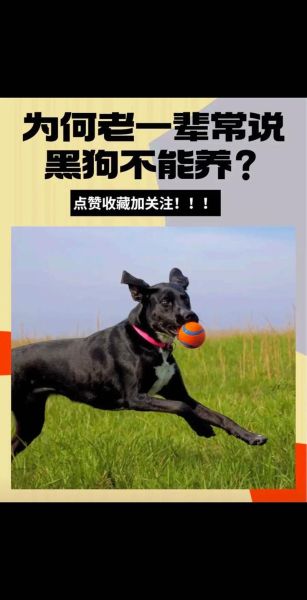 大黑狗情感表达_如何读懂它的情绪