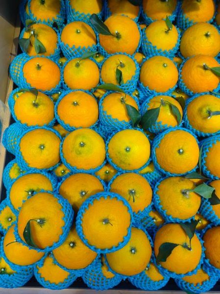 橙子心理学如何改变情绪_橙子心理学真的有用吗