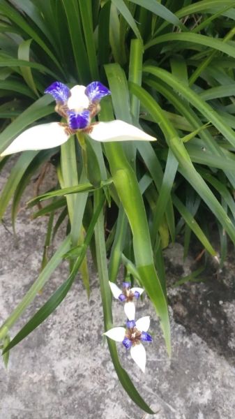 玉蝴蝶情感表达_玉蝴蝶花语寓意是什么